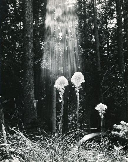 Picture of Beargrass