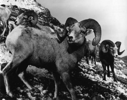 Picture of Startled Bighorns