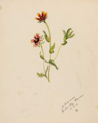 Picture of two red flowers