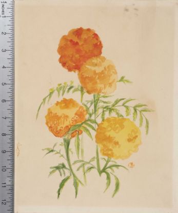 Picture of Marigolds