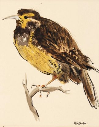 Picture of “tired bird"